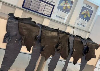 Попытка нелегального провоза: на таможне обнаружили крокодильи шкуры