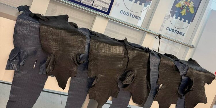 Попытка нелегального провоза: на таможне обнаружили крокодильи шкуры