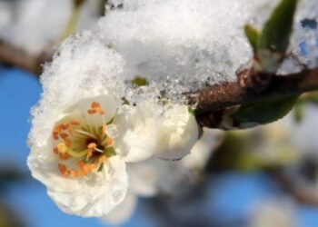 Потери от заморозков власти называют «умеренными». Фермеры — коллапсом | VIDEO