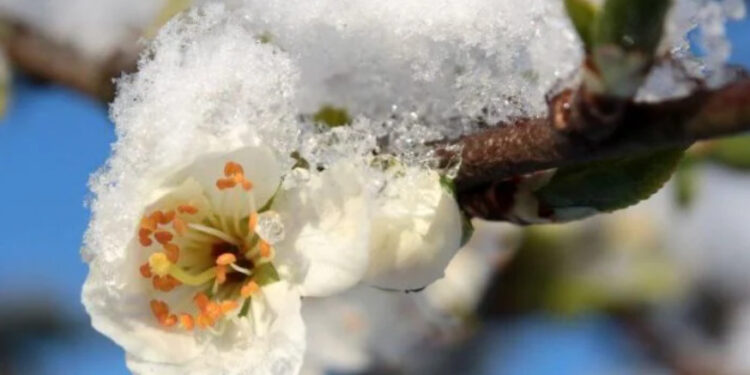 Потери от заморозков власти называют «умеренными». Фермеры — коллапсом | VIDEO
