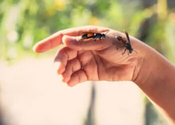 Жительница Кишинёва чудом выжила после более 40 укусов пчёл