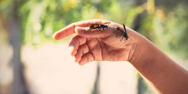 Жительница Кишинёва чудом выжила после более 40 укусов пчёл