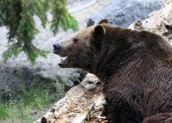 В Греции медведь напал на туриста и столкнул его в ущелье