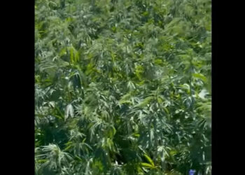 В Дондюшанах полицейские обнаружили около 5000 кустов конопли