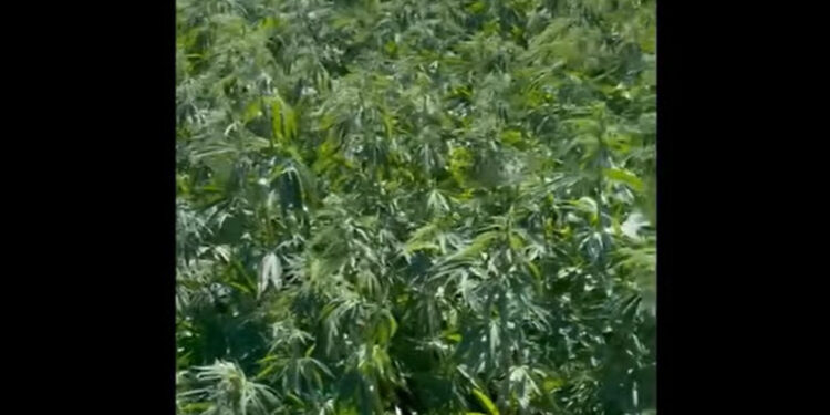 В Дондюшанах полицейские обнаружили около 5000 кустов конопли