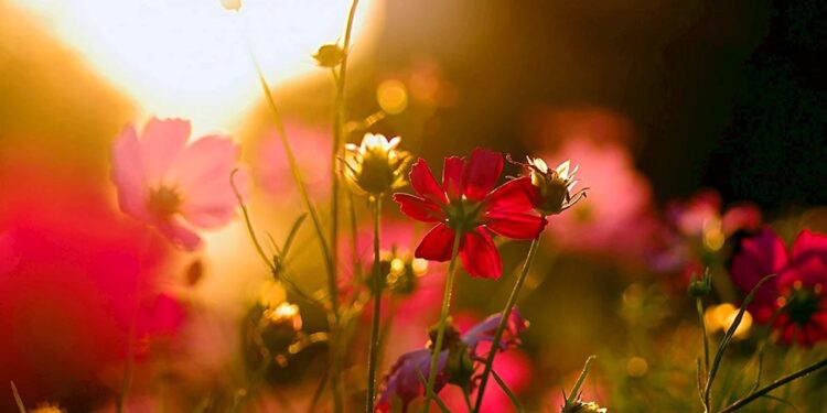 Дожди и высокие температуры: Синоптики рассказали, какой будет погода 3 июня