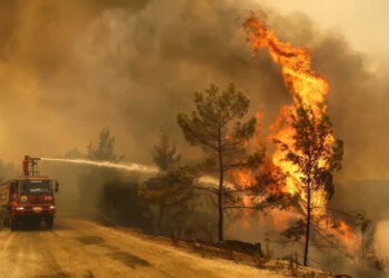 В Турции из-за лесных пожаров эвакуировали более 50 тысяч человек