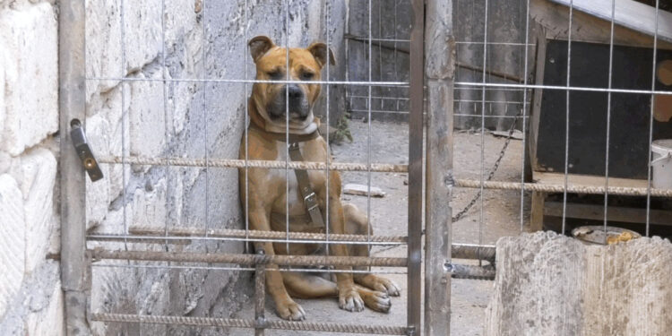 В Каушанах питбуль напал на ребенка. Малыш в реанимации