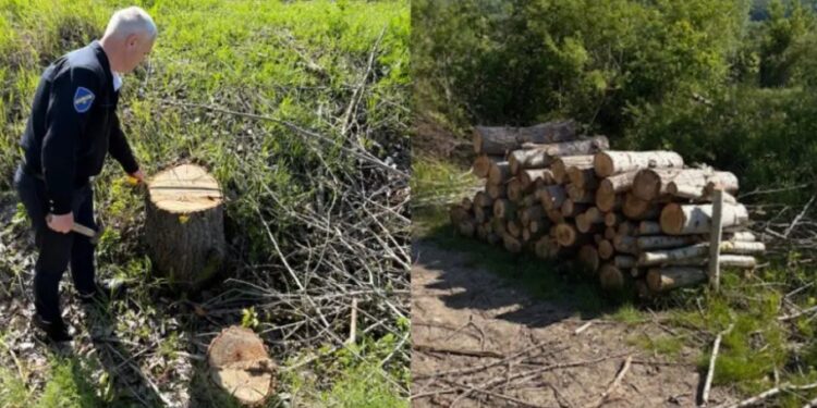 Массовая незаконная вырубка деревьев: В Темелеуцах пострадали 79 деревьев