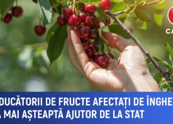 Producătorii de fructe afectați de înghețuri încă așteaptă sprijinul statului