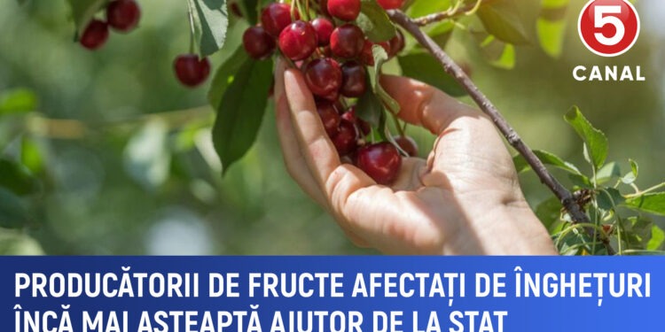 Producătorii de fructe afectați de înghețuri încă așteaptă sprijinul statului