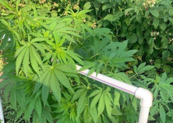 Cânepă cultivată în seră: Doi bărbați din Fălești, documentați de poliție în cadrul operațiunii „Mac 2025”