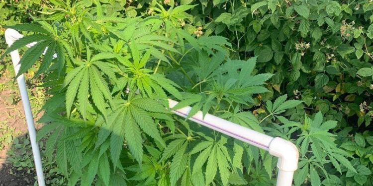 Cânepă cultivată în seră: Doi bărbați din Fălești, documentați de poliție în cadrul operațiunii „Mac 2025”