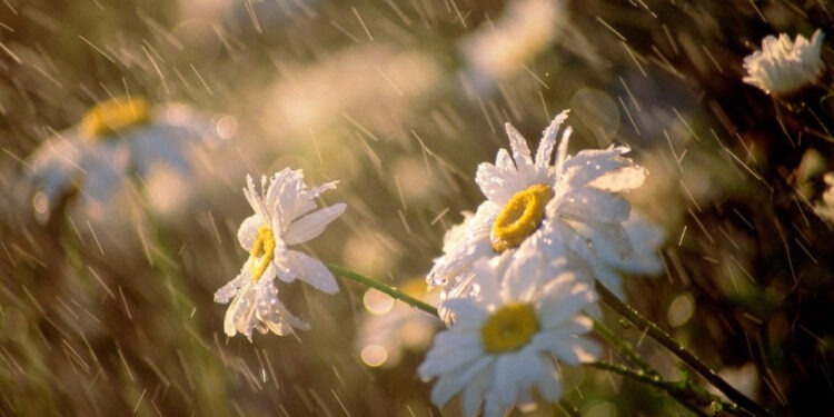 Нестабильная погода 20 июня: Жёлтый код из-за ветра и слабых дождей