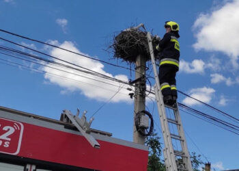 Pui de barză salvat de pompieri la Căușeni după ce a căzut din cuib