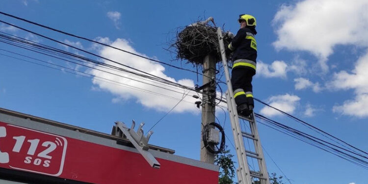 Pui de barză salvat de pompieri la Căușeni după ce a căzut din cuib