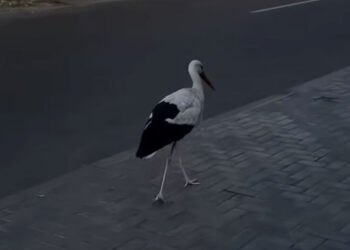 Un cocostârc a fost surprins plimbându-se liniștit pe o stradă din Chișinău