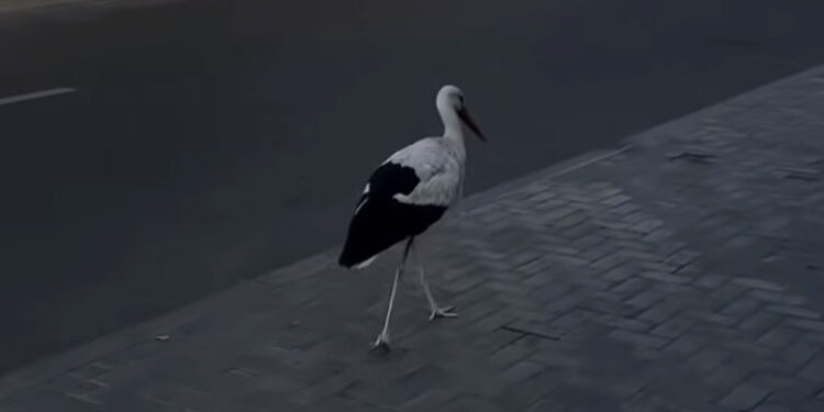 Un cocostârc a fost surprins plimbându-se liniștit pe o stradă din Chișinău