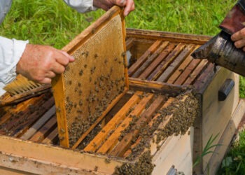 O femeie de 73 de ani, atacată de un roi de albine, salvată în ultimul moment de echipajul de urgență