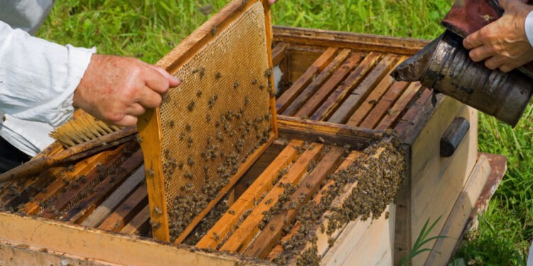 O femeie de 73 de ani, atacată de un roi de albine, salvată în ultimul moment de echipajul de urgență