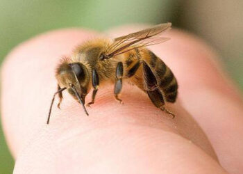 Reacție severă la venin: Un bărbat din Fălești, salvat după înțepături de albine