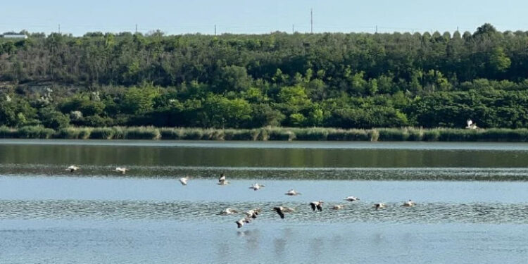 Pelicanii revin pe iazuri: frumusețe naturală, pierderi economice