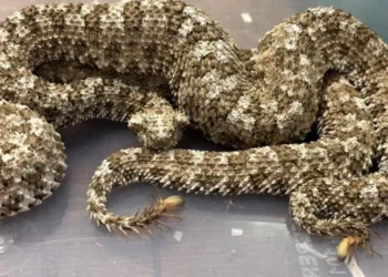 Trafic de animale exotice: vipere, țestoase și giboni ascunși în valize pe ruta Thailanda–India