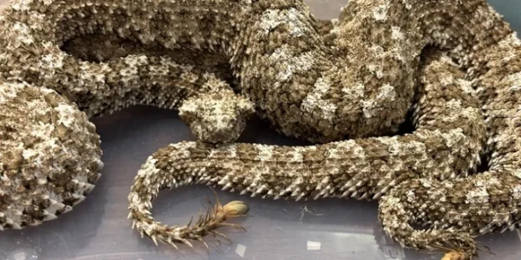 Trafic de animale exotice: vipere, țestoase și giboni ascunși în valize pe ruta Thailanda–India