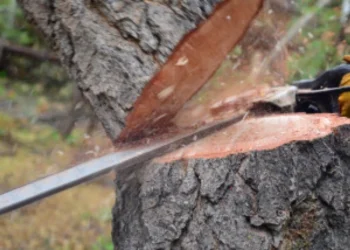 Zeci de arbori, de diferite specii, tăiați ilegal în nordul țării