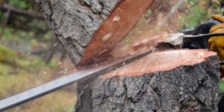 Zeci de arbori, de diferite specii, tăiați ilegal în nordul țării