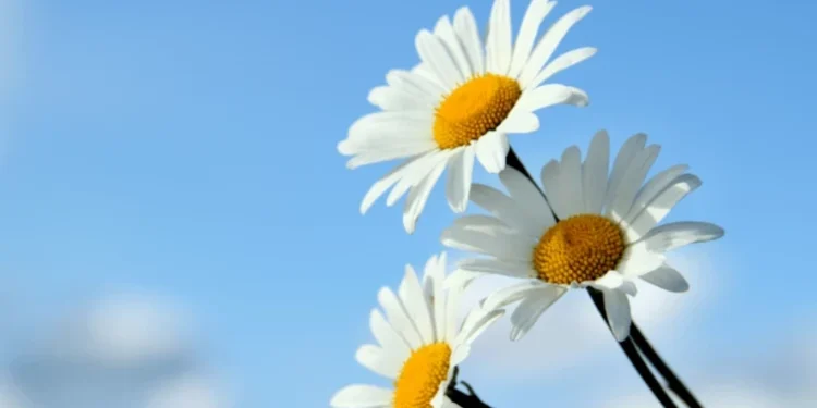 Vreme instabilă pe 10 iunie: posibile averse și temperaturi de până la 25°C