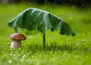 Vreme instabilă, dar caldă: ploi și descărcări electrice în prognoză