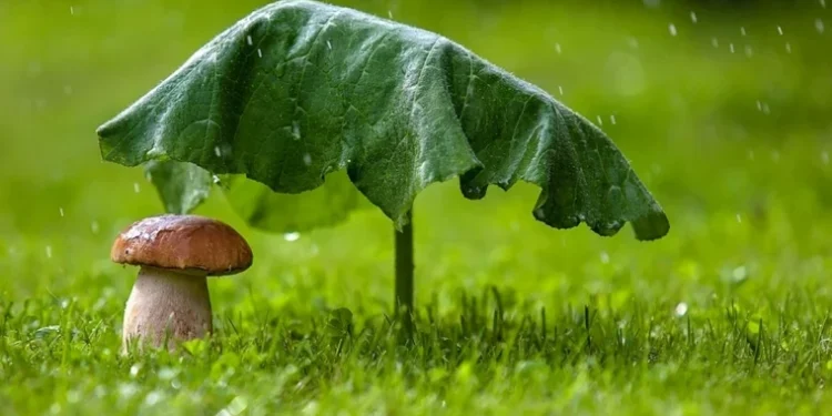 Vreme instabilă, dar caldă: ploi și descărcări electrice în prognoză