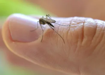 Cum să scapi de țânțari cu pâine, lămâie și cafea