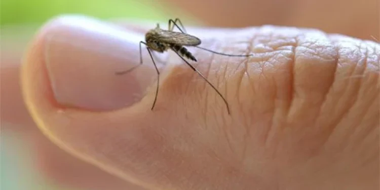 Cum să scapi de țânțari cu pâine, lămâie și cafea