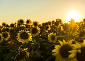 : Zi senină și temperaturi de vară în toată țara