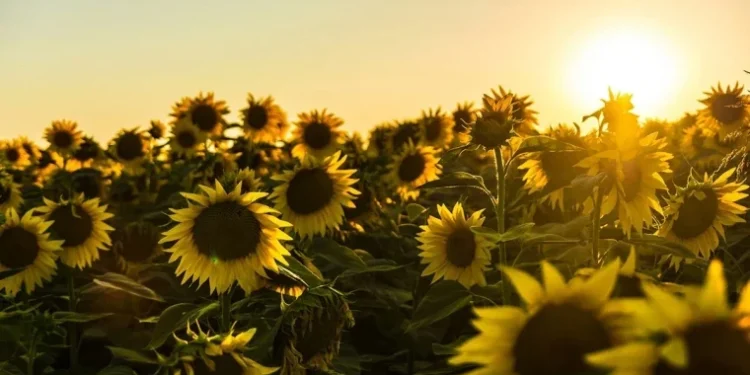 : Zi senină și temperaturi de vară în toată țara