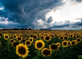 Vreme caldă, cu ploi izolate și vânt intens în zonele deschise