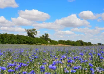 Vreme stabilă și caldă: fără ploi, dar cu cer variabil