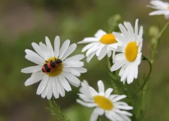 Vreme caldă și stabilă: până la +28°C în sud