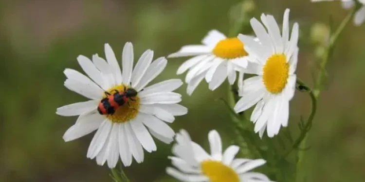 Vreme caldă și stabilă: până la +28°C în sud