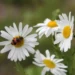 Vreme caldă și stabilă: până la +28°C în sud