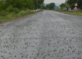 Ploaie de broscuțe în mai multe sate, după furtunile din 27 iunie