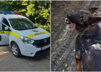 O femeie dispărută, găsită după trei zile de căutări cu drone, mașini de teren, salvatori și voluntari: Câinele poliției i-a dat de urmă