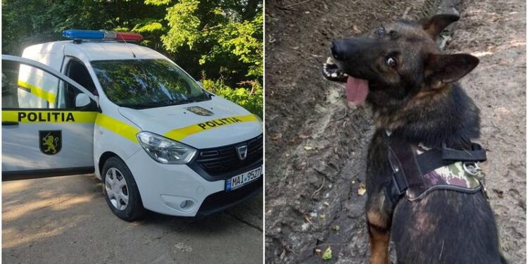 O femeie dispărută, găsită după trei zile de căutări cu drone, mașini de teren, salvatori și voluntari: Câinele poliției i-a dat de urmă