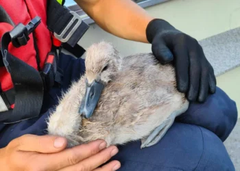 Un pui de lebădă, salvat dintr-o plasă de pescuit pe un lac din Chișinău