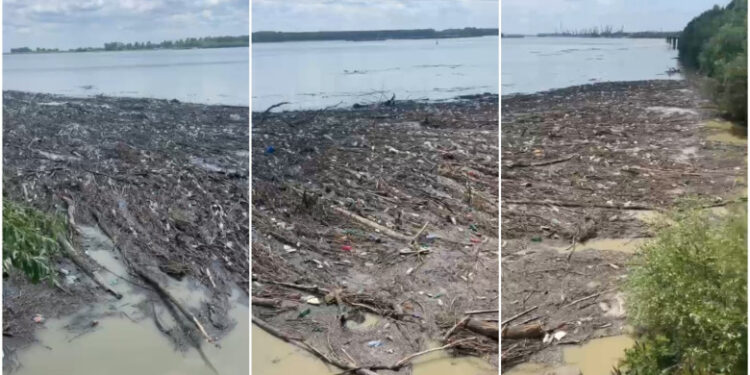 Malul Dunării, sufocat de gunoaie. Imagini dezolante cu tonele de deșeuri aduse de ape, în urma viiturilor din ultimele zile