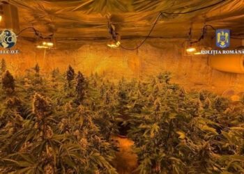 Locuinţa unui bărbat din judeţul Vâlcea, plină de plante de cannabis. Polițiștii au descoperit că unele se apropiau de 1,50m înălțime