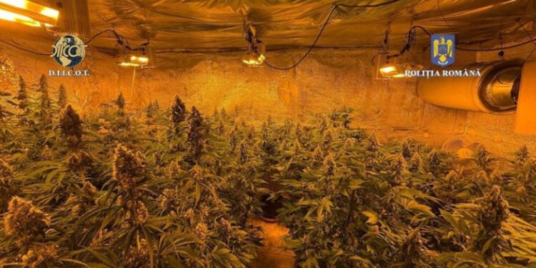 Locuinţa unui bărbat din judeţul Vâlcea, plină de plante de cannabis. Polițiștii au descoperit că unele se apropiau de 1,50m înălțime