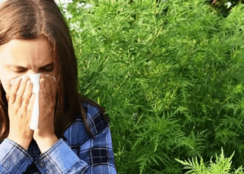 Începe calvarul pentru cei care suferă de alergie la ambrozie: Ministerul Agriculturii îndeamnă cetățenii să distrugă planta